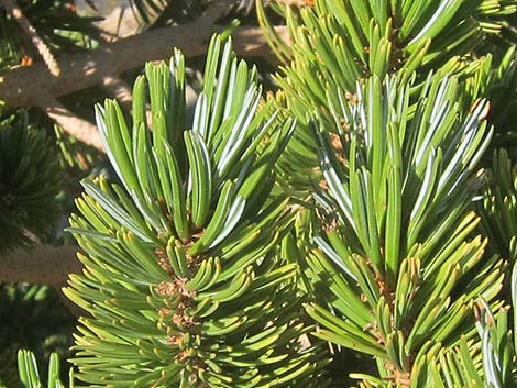 Southern Foxtail Pine (Pinus balfouriana austrina)