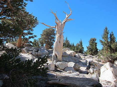 Southern Foxtail Pine (Pinus balfouriana austrina)