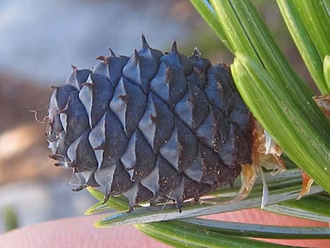 Southern Foxtail Pine (Pinus balfouriana austrina)