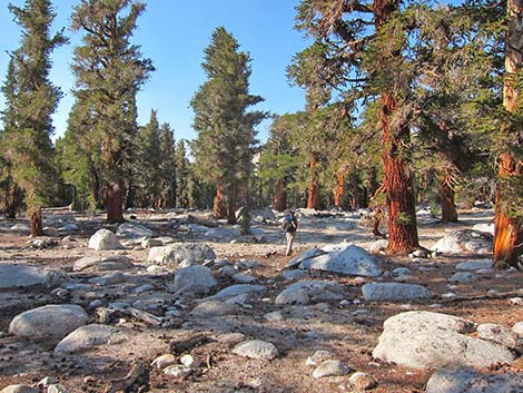 Southern Foxtail Pine (Pinus balfouriana austrina)