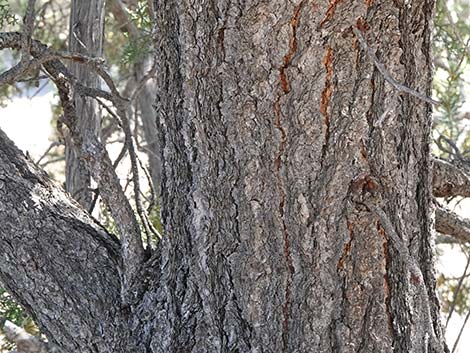 Two-needle Pinyon Pine (Pinus edulis)