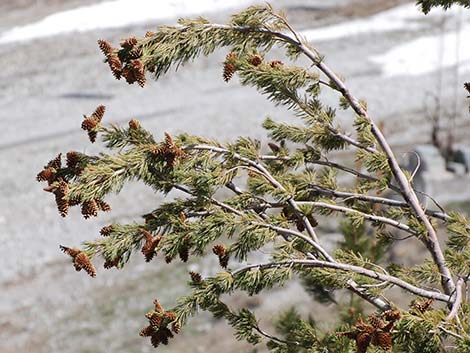 Limber Pine (Pinus flexilis)