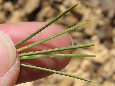 Limber Pine (Pinus flexilis)