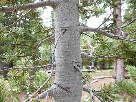 Limber Pine (Pinus flexilis)