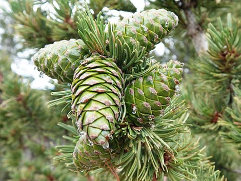 Limber Pine (Pinus flexilis)