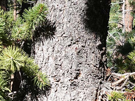 Great Basin Bristlecone Pine (Pinus longaeva)