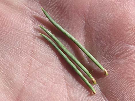 Singleleaf Pinyon Pine (Pinus monophylla)