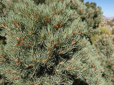 Singleleaf Pinyon Pine (Pinus monophylla)