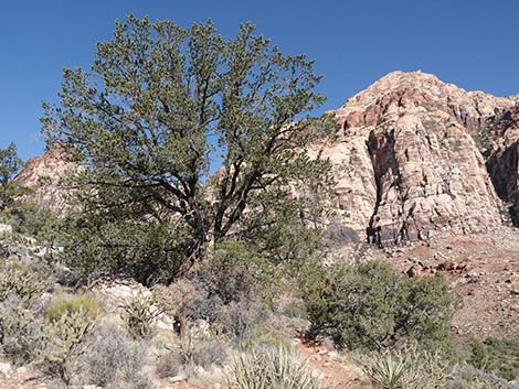 Singleleaf Pinyon Pine (Pinus monophylla)