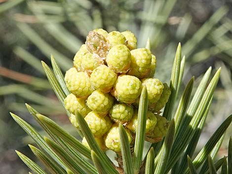 Singleleaf Pinyon Pine (Pinus monophylla)