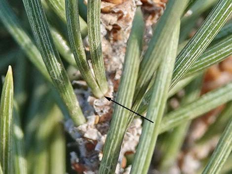 Singleleaf Pinyon Pine (Pinus monophylla)