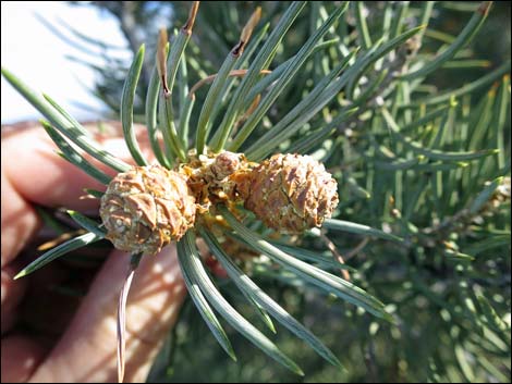 Singleleaf Pinyon Pine (Pinus monophylla)