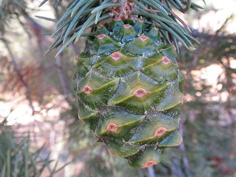 Singleleaf Pinyon Pine (Pinus monophylla)