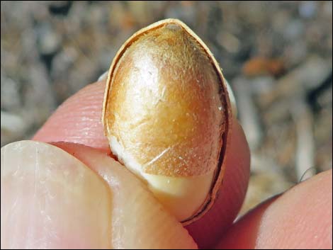 Singleleaf Pinyon Pine (Pinus monophylla)