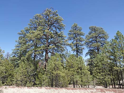 Ponderosa Pine (Pinus ponderosa)