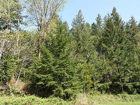 Douglas Fir (Pseudotsuga menziesii)