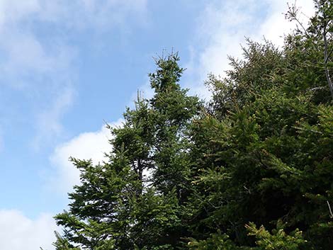 Douglas Fir (Pseudotsuga menziesii)