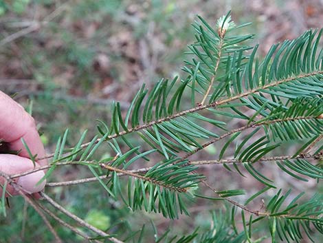 Douglas Fir (Pseudotsuga menziesii)