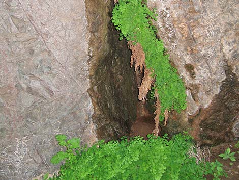 Common Maidenhair (Adiantum capillus-veneris)