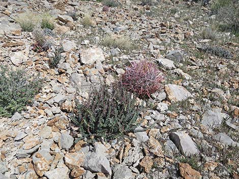 Cochise Scaly Cloak Ferns (Astrolepis cochisensis)