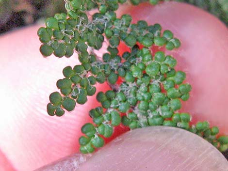 Coville's Lipfern (Cheilanthes covillei)