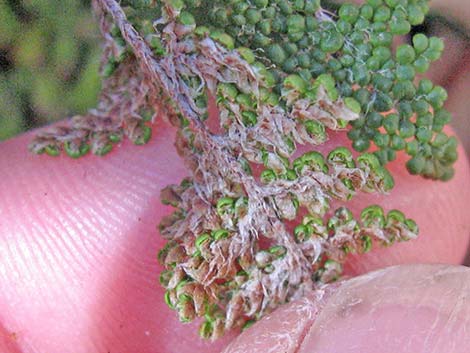 Coville's Lipfern (Cheilanthes covillei)