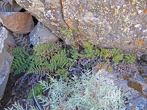 Coville's Lipfern (Cheilanthes covillei)