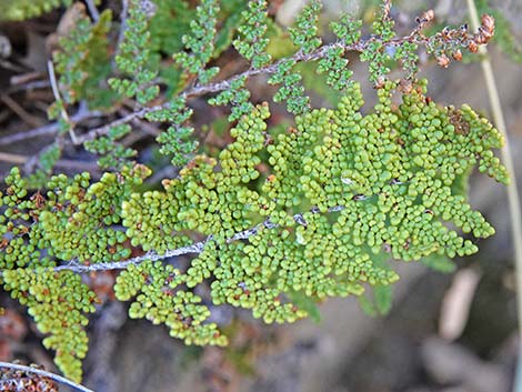 Coville's Lipfern (Cheilanthes covillei)