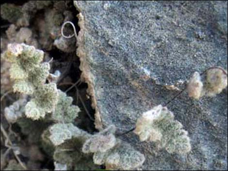 Parry's Lipfern (Cheilanthes parryi)