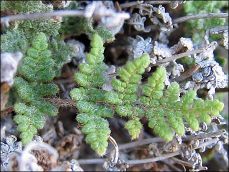 Parry's Lipfern (Cheilanthes parryi)