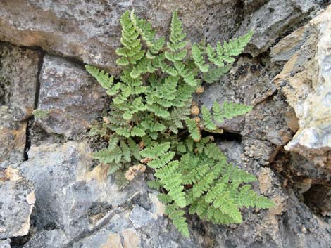 Parry's Lipfern (Cheilanthes parryi)