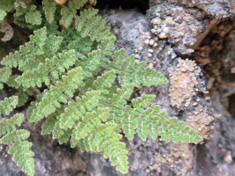 Parry's Lipfern (Cheilanthes parryi)