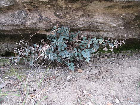 Spiny Cliffbrake (Pellaea truncata)