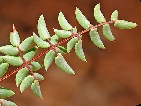 Spiny Cliffbrake (Pellaea truncata)