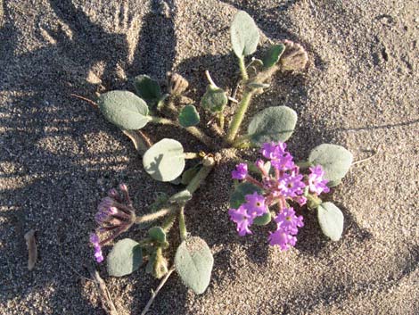 Desert Sand Verbena (Abronia villosa)