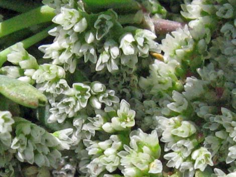 Frost Mat (Achyronychia cooperi)