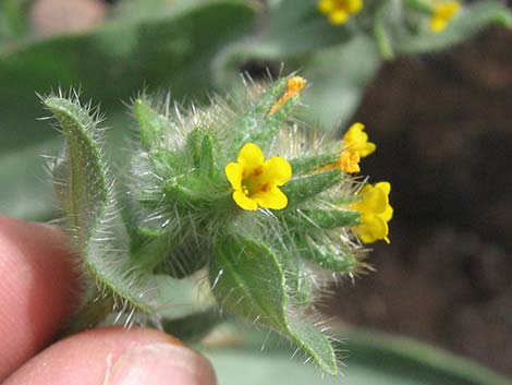 Bristly Fiddleneck (Amsinckia tessellata)