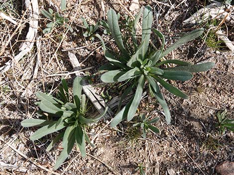 Bristly Fiddleneck (Amsinckia tessellata)