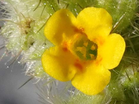 Bristly Fiddleneck (Amsinckia tessellata)