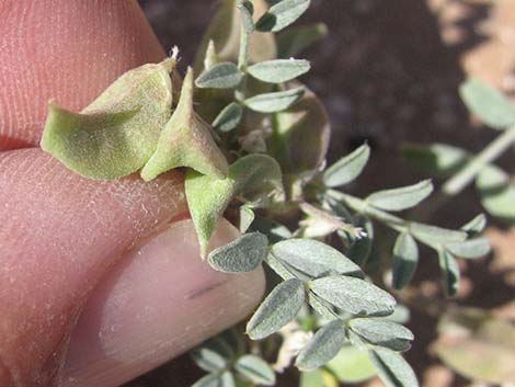 Three-corner Milkvetch (Astragalus geyeri var. triquetrus)