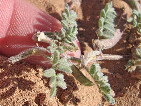 Nye Milkvetch (Astragalus nyensis)