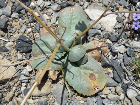 Gravel Ghost (Atrichoseris platyphylla)