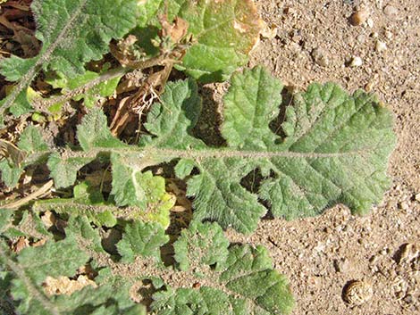 Black Mustard (Mutarda nigra)