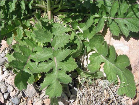 Sahara Mustard (Brassica tournefortii)