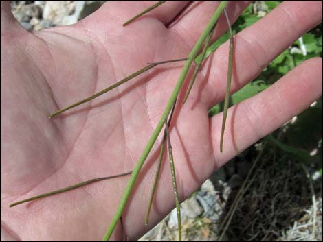 Sahara Mustard (Brassica tournefortii)