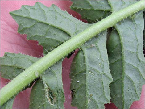 Sahara Mustard (Brassica tournefortii)