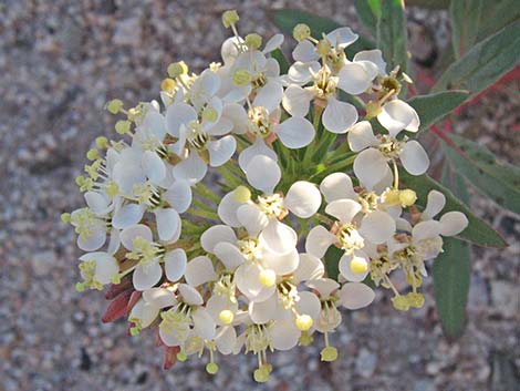 Booth's Evening Primrose (Eremothera boothii)