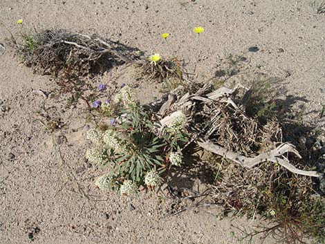 Booth's Evening Primrose (Eremothera boothii)