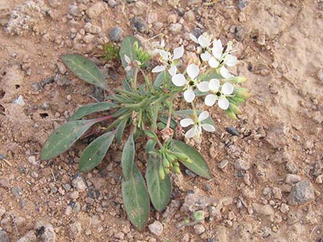 Booth's Evening Primrose (Eremothera boothii)