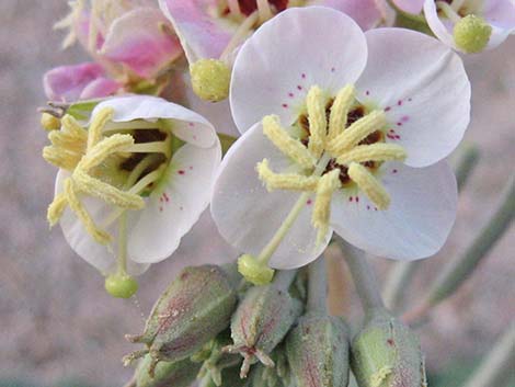 Brown-eyed Evening-Primrose (Chylismia claviformis)